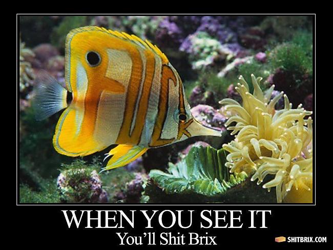 Autors: Puudzza s**t the brix