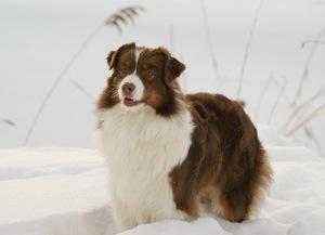 Kino Autors: AnimalLover Par Mani...