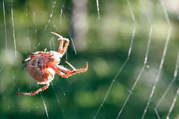 Scaronie zirnekļi spēj noraut... Autors: blackops 10 dīvainākie dzimumlocekļi!