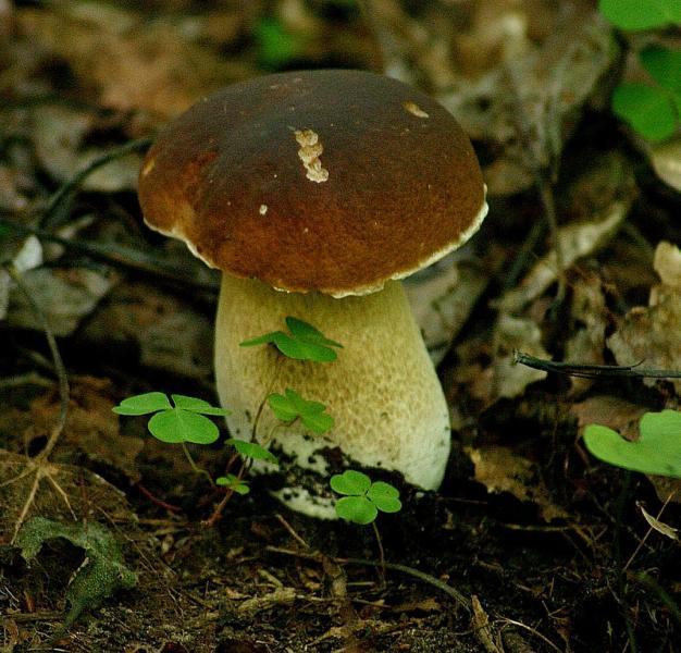 Sēnītes rudens......... - Spoki