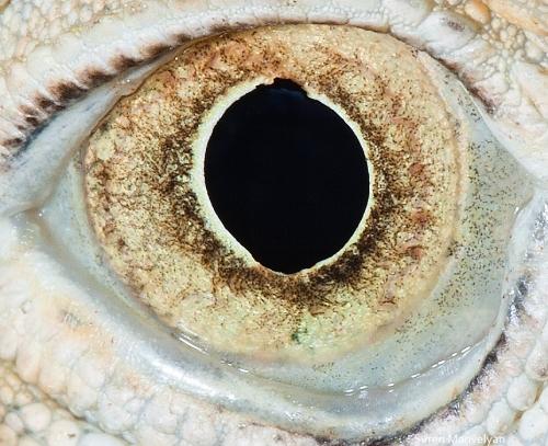 iguana Autors: drumdrum dzīvnieku acis