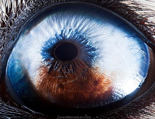 arī haskija acs Autors: drumdrum dzīvnieku acis