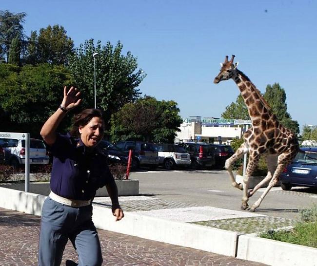  Autors: fcsc Žirafe izbēg no cirka