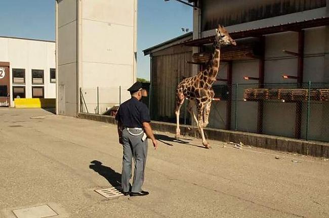  Autors: fcsc Žirafe izbēg no cirka