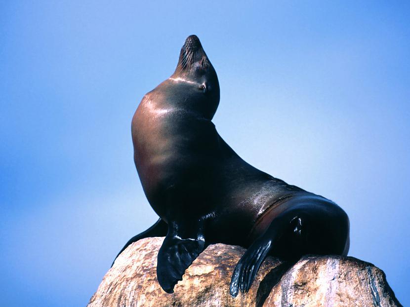 Tomēr visāmm jūras lauvām ir... Autors: bubina696 California Sea Lion