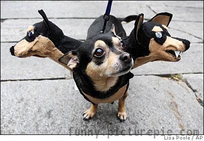  Autors: dvuldemanis Arī suņiem var būt Hellovīnu kostīmi:D