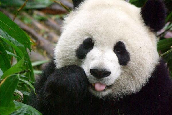 Tikko piedzimis Panda ir... Autors: PULSE Nedzirdēti Fakti