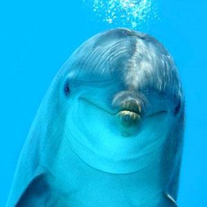 Delfīns var peldēt un gulēt... Autors: PULSE Nedzirdēti Fakti
