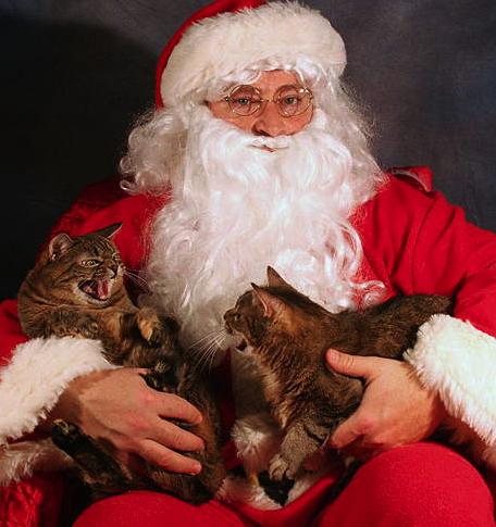  Autors: luvazhels Kaķi Un Ziemassvētki!!!