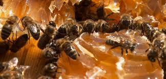nbsp7 ndash Bites ap 400 nāves... Autors: Nopsis2 Top 10 – Nāvējošākie dzīvnieki