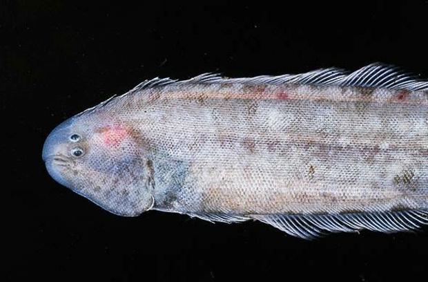 7 TonguefishScaronis... Autors: iFakti Top 10: Neredzētas būtnes, kas dzīvo okeāna ūdeņu dzelmē.