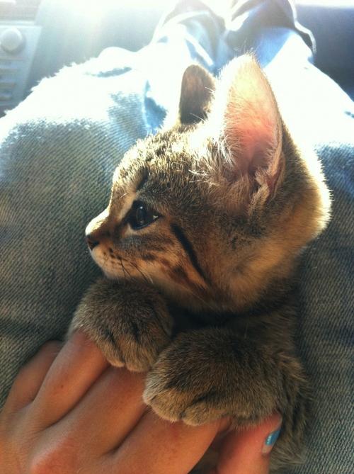  Autors: Sniedzinjs88 Meow♥