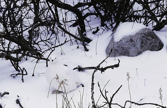Autors: Fosilija Atradi dzīvniekus fotogrāfija?