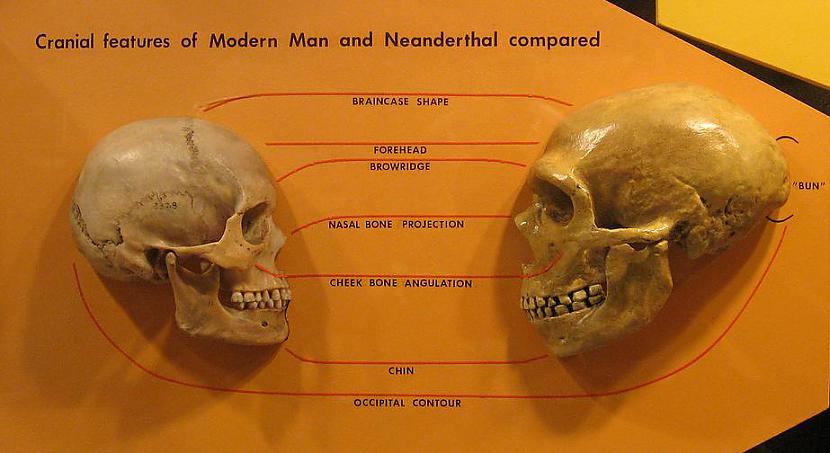 Kas varētu sagaidīt sievieti... Autors: Tas i es Šokējošā neandertālieša klonēšana!
