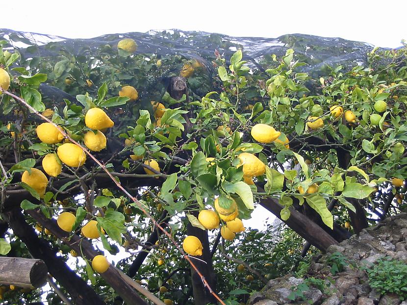 Nobrieduscaroni citronkoki... Autors: Ben4iks Fakti par augļiem [1]