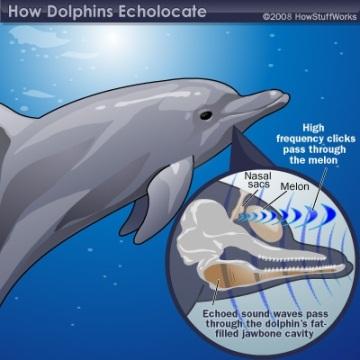 Delfīnu dzirdeDaba ir... Autors: The Next Tech Delfīna pārsteidzošās spējas.