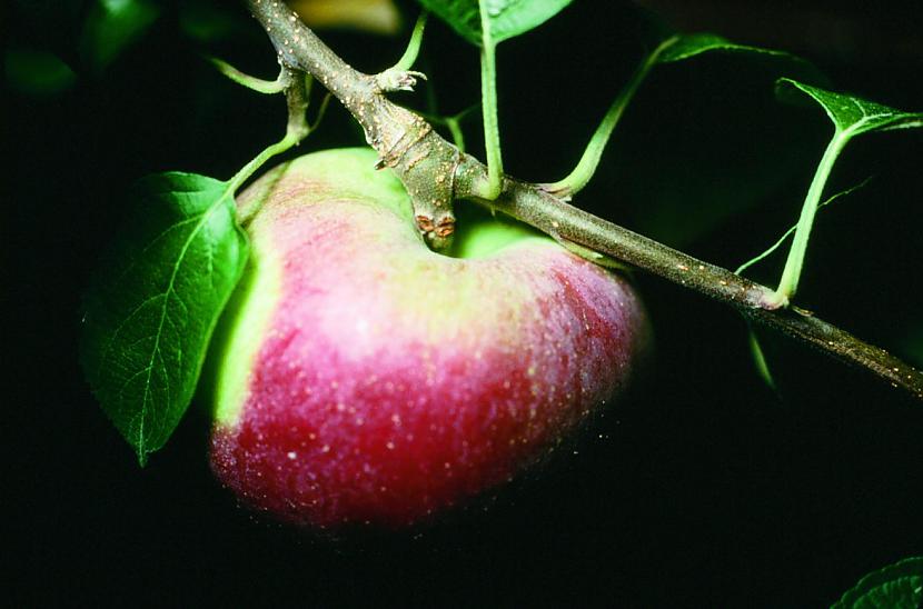 Lai izaugtu viens ābols tam ir... Autors: Ben4iks Fakti par augļiem [4]
