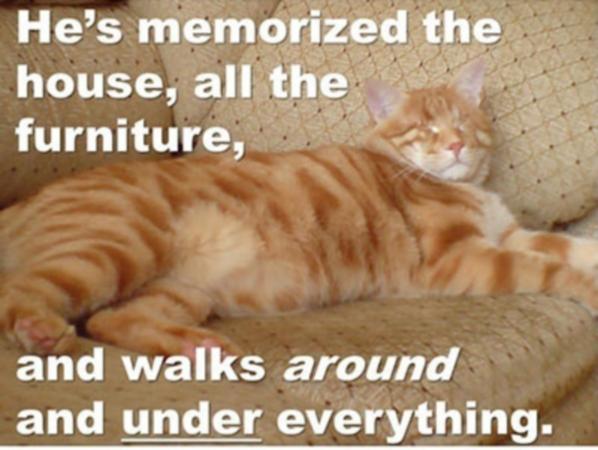  Autors: Politikānis Apbrīnojams kaķis,viņš ir brīnums!