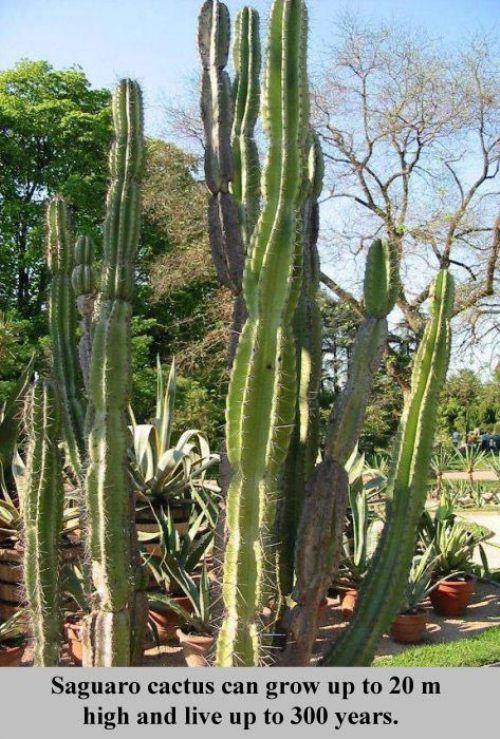 Saguaro kaktuss spēj izaugt 20... Autors: 8 Pāris fakti, kas mani šokēja!