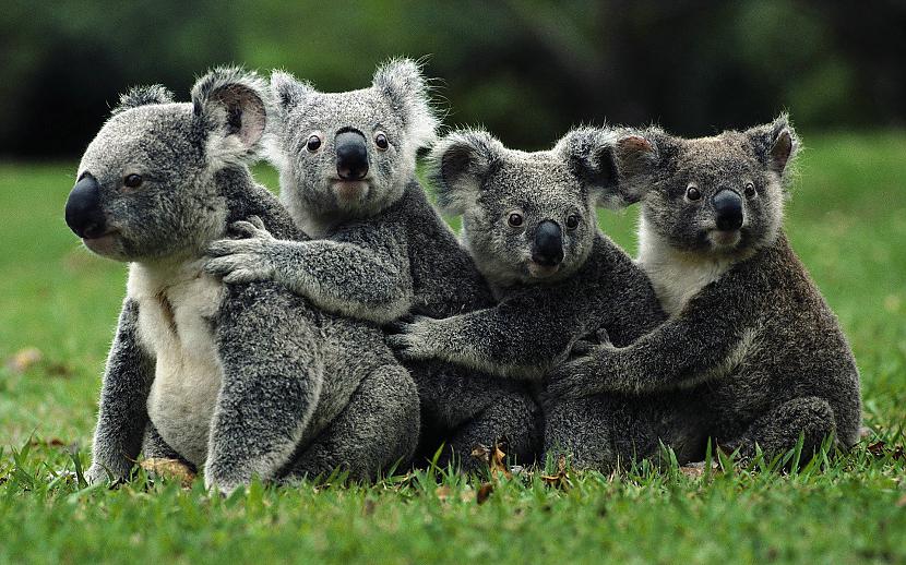 Par Austrālijas simbolu var... Autors: Kaprālis Austrālija