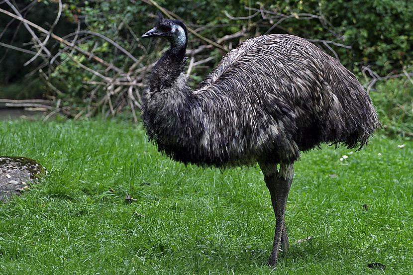 Lielakais putns ir Austrālijā... Autors: Kaprālis Austrālija