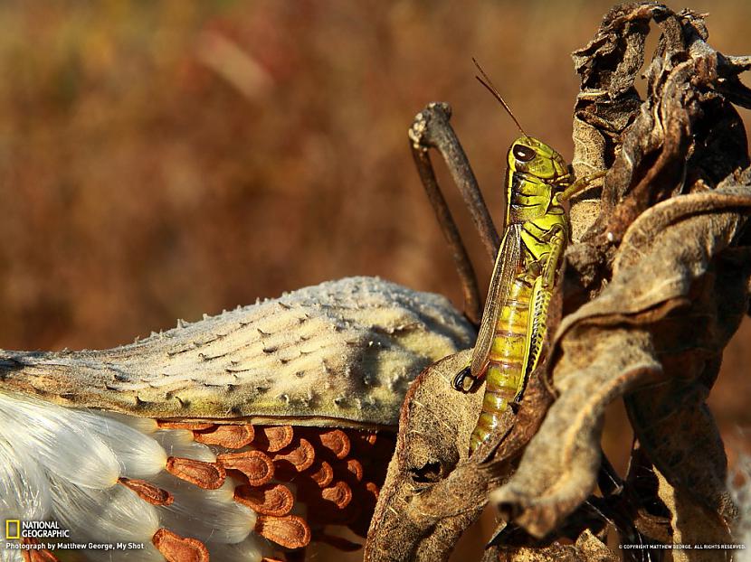  Autors: Fosilija National Geographic walpaperi tavam desktopam