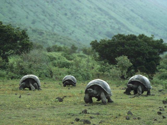 Milzu Galapagu bruņurupuči Autors: MONTANNA Mazliet savādāk nekā parasti...