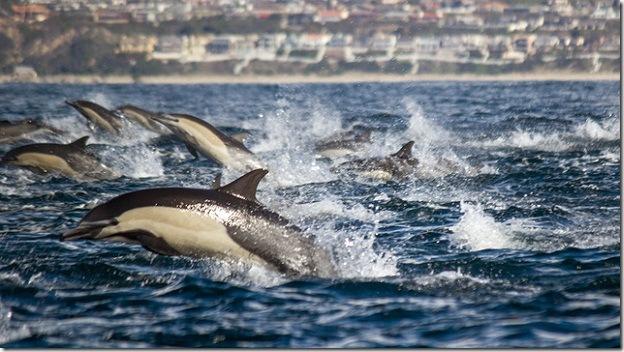 Viens jūrnieks kas bijis uz... Autors: Adža 100 000 delfīnu vienā vietā!