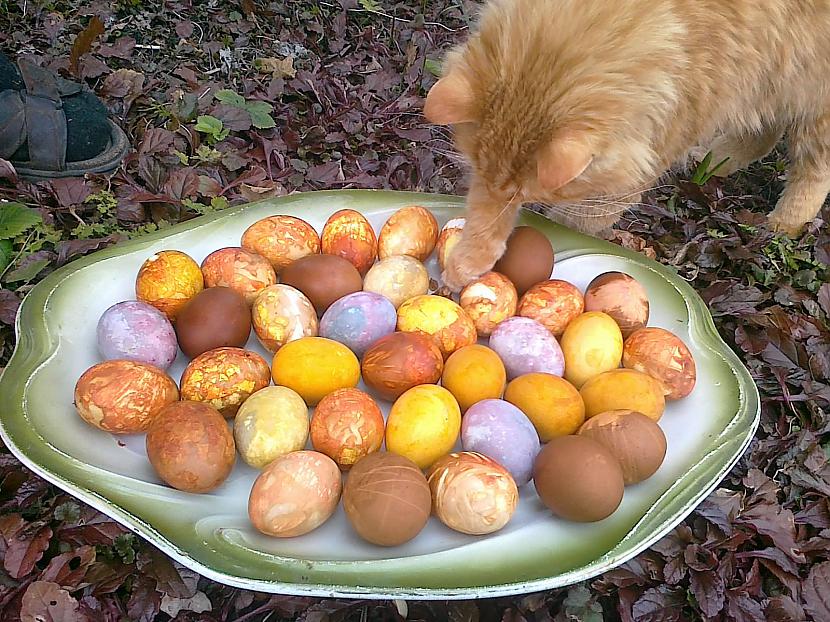 Olas mūsmājās tiek krāsotas... Autors: Raziels Skatīsim, ko Lieldienu kaķis atnesis...