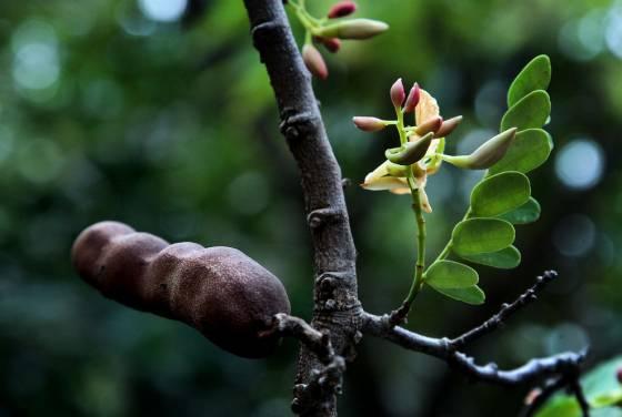 Tamarinds Augļa mīkstumu... Autors: Deadshot 10 interesantāki augļi uz zemes