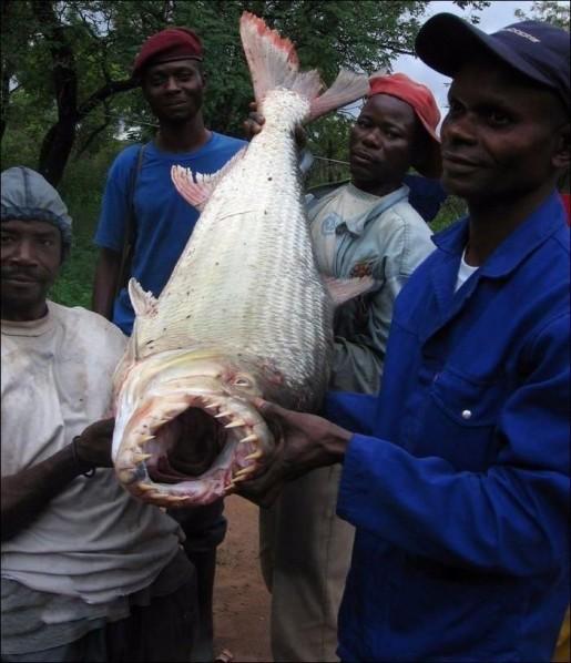  Autors: inpaCT Nelāgs radījums Kongo upē