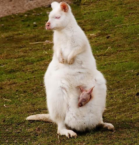 albīnu Wallabies savvaļā... Autors: Pazudušais 10 iespaidīgi albīnu dzīvnieki.