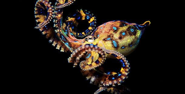 Zilgredzenu astoņkājis genus... Autors: Budzisss Dzimuši slepkavas