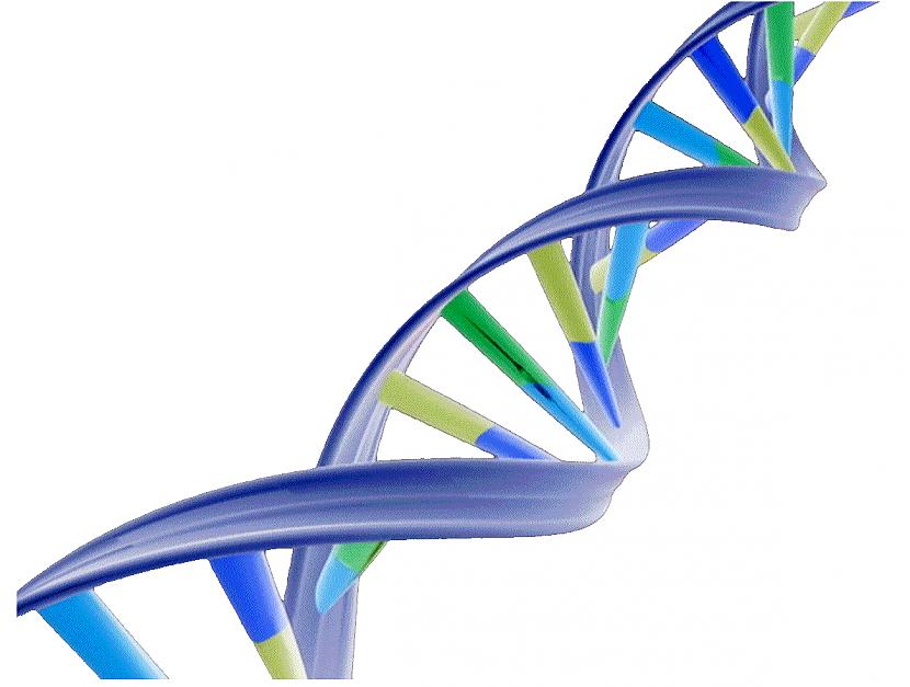 Cilvēka DNS satur 80000 gēnu Autors: Raacens Faktu bomba IV