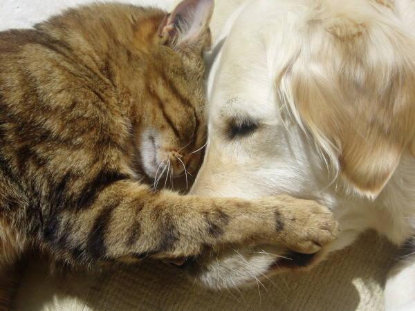 Bet tad kaķis saprata ka mīl... Autors: mockingjay12 Stāsts: Suņa un kaķa mīlestība
