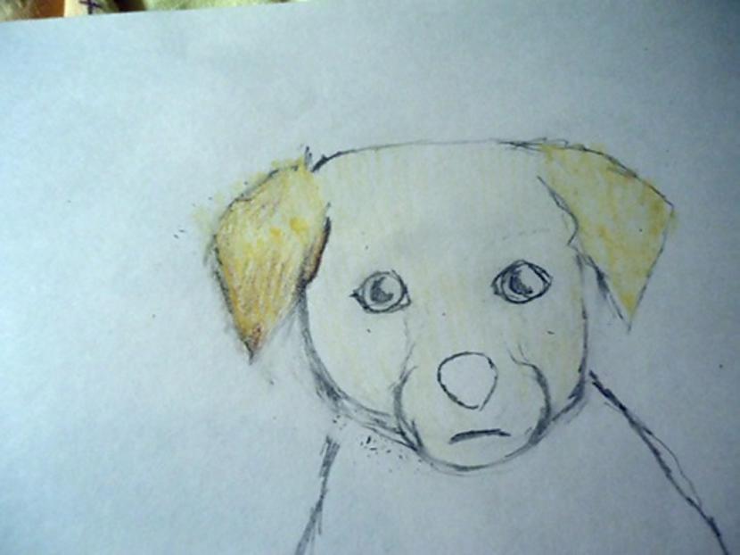 Tumscaronākāsnbspvietasnbspaus... Autors: almazza Kā uzzīmēt un izkrāsot suni