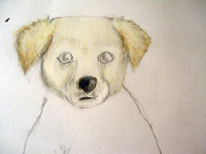 Vēl dažas ēnas Autors: almazza Kā uzzīmēt un izkrāsot suni