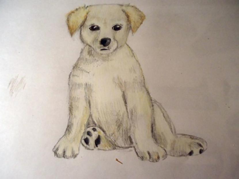 Pēdiņu spilventiņus iekrāso... Autors: almazza Kā uzzīmēt un izkrāsot suni