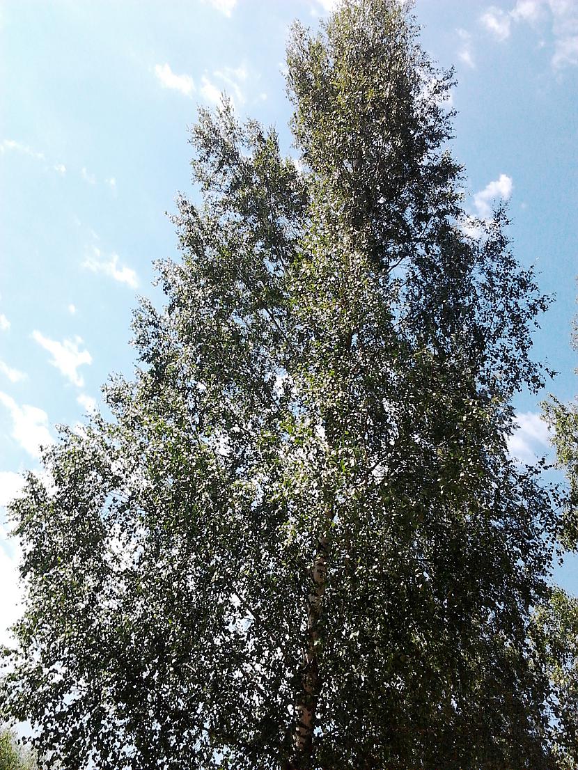 Autors: The Diāna Jēkabpils. Radži.