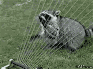  Autors: oh come on animal gifs for you to steal