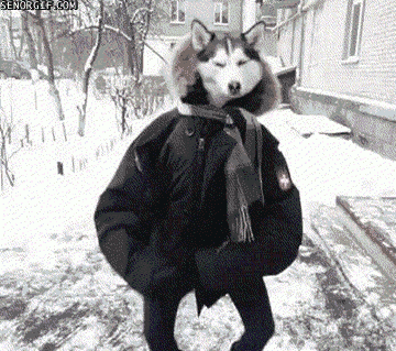  Autors: oh come on animal gifs for you to steal