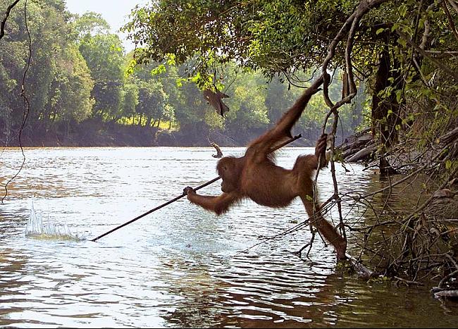 Orangutāni kurus palaida... Autors: Karalis Jānis 20 WTF fakti. III daļa.