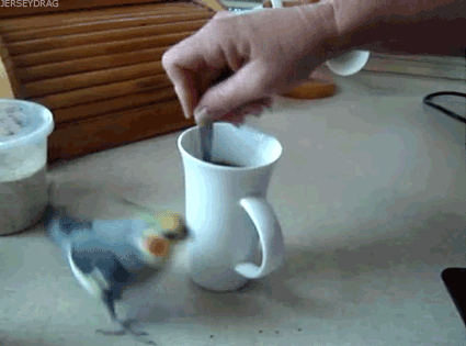  Autors: crazyfly Animal Fail  Gifi