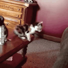  Autors: crazyfly Animal Fail  Gifi