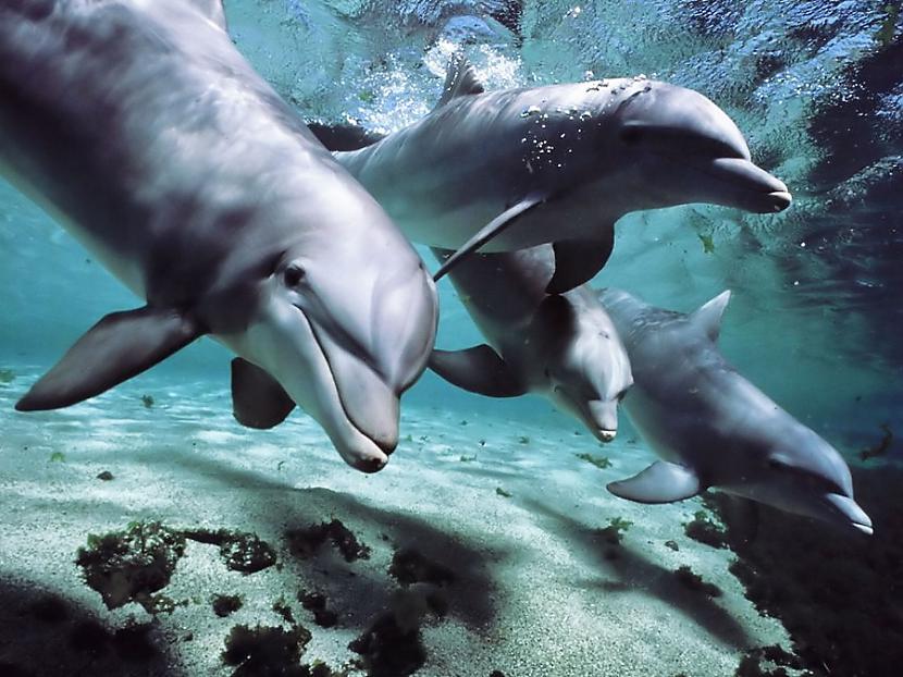 Delfīni nedzer jūras ūdeni jo... Autors: Karalis Jānis 20 wtf fakti. 4 daļa.