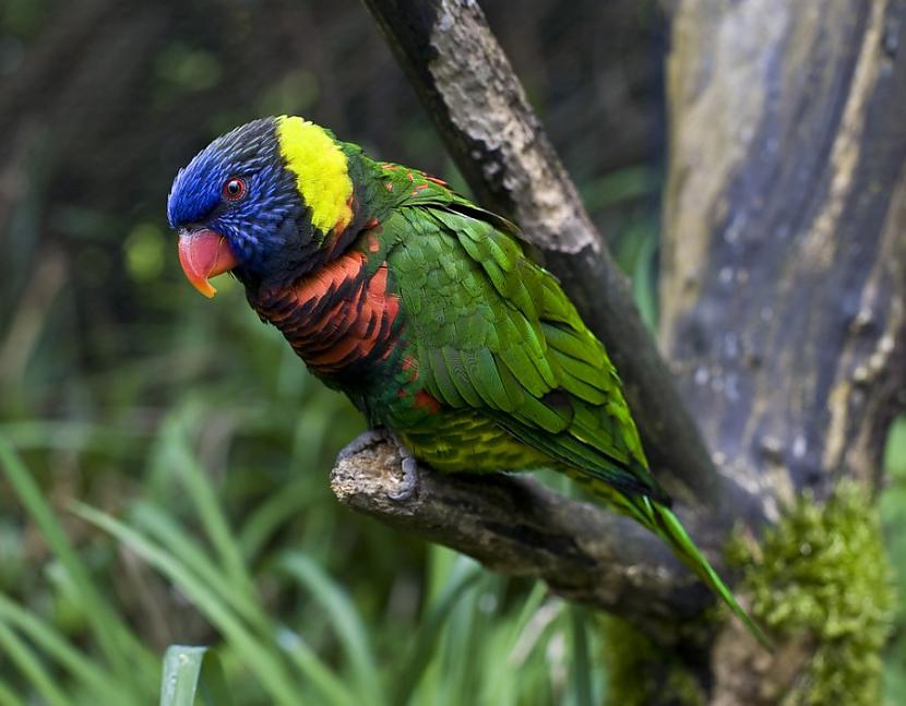 10 Lori parrot Autors: Pazudušais 10 viss skaistākie putni pasaulē.