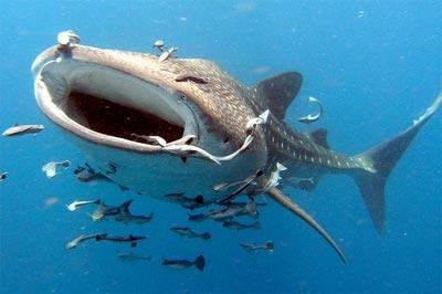 Vaļu haizivis spēj dzīvot līdz... Autors: Fosilija Fakti bez robežām!