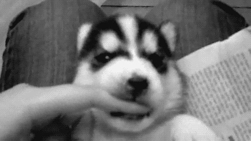  Autors: Ekvadora cilvēka labākais draugs GIF