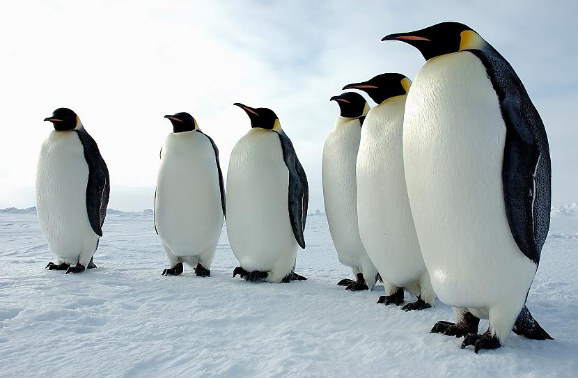 Pingvīni nevar staigāt... Autors: Palamo 20 pārsteidzoši fakti