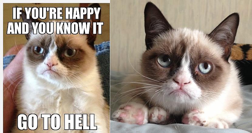 Grumpy Cat jau ir ieguvis... Autors: Advocate Interneta slavenību patiesā seja 2
